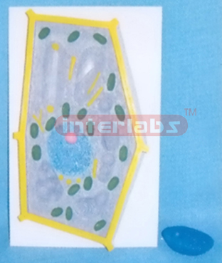 PLANT CELL STRUCTURE MODEL